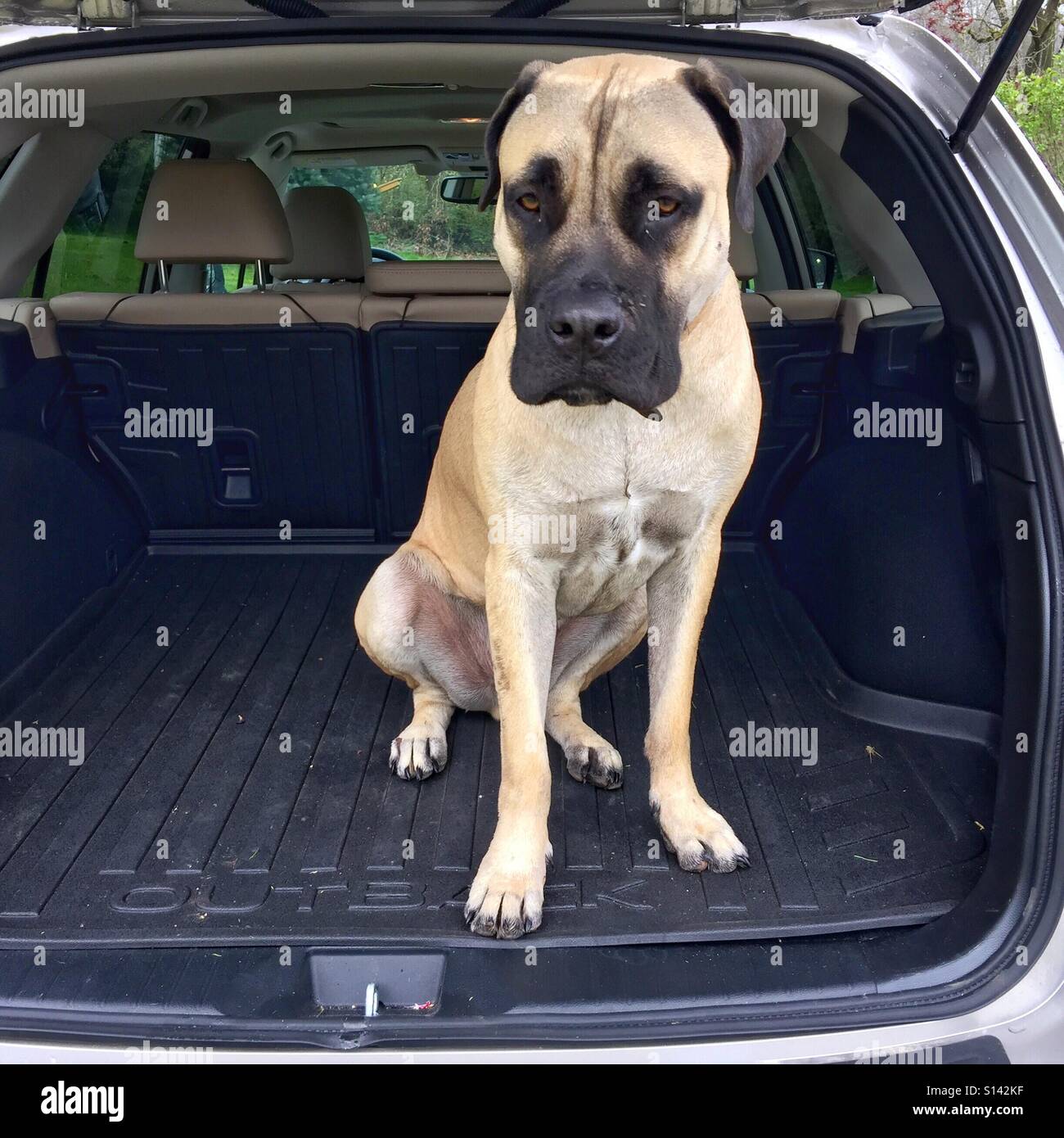 Gut aussehend African Boerboel sitzen im hinteren Teil ein SUV zu fahren. Stockfoto