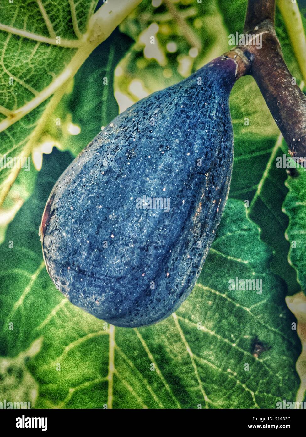Fig. Ficus carica Stockfoto