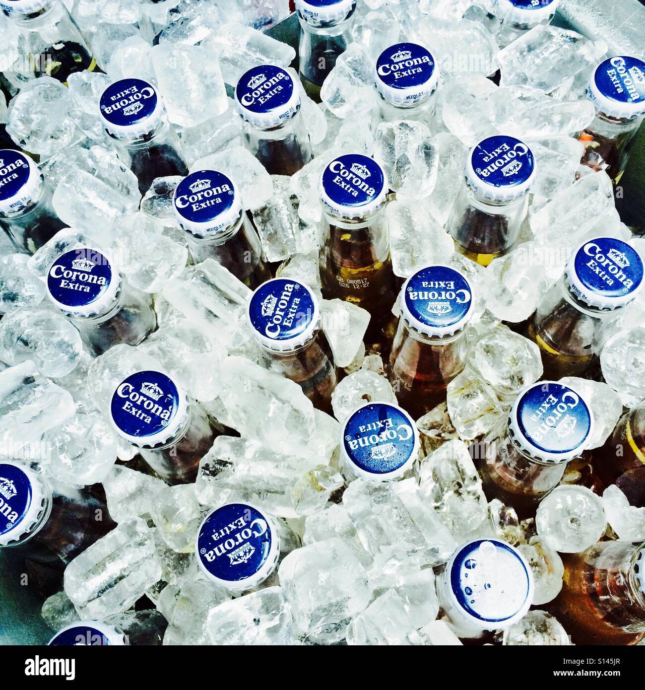 Corona-Bier-Flaschen auf Eis Stockfoto