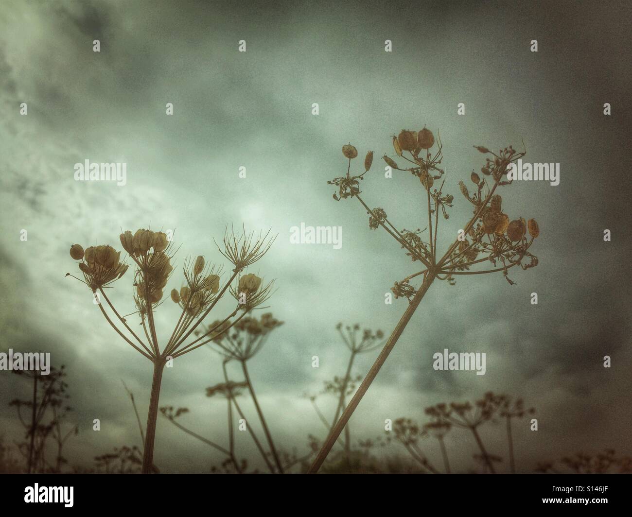 Herbst Samenköpfe gegen einen stürmischen Himmel. Stockfoto