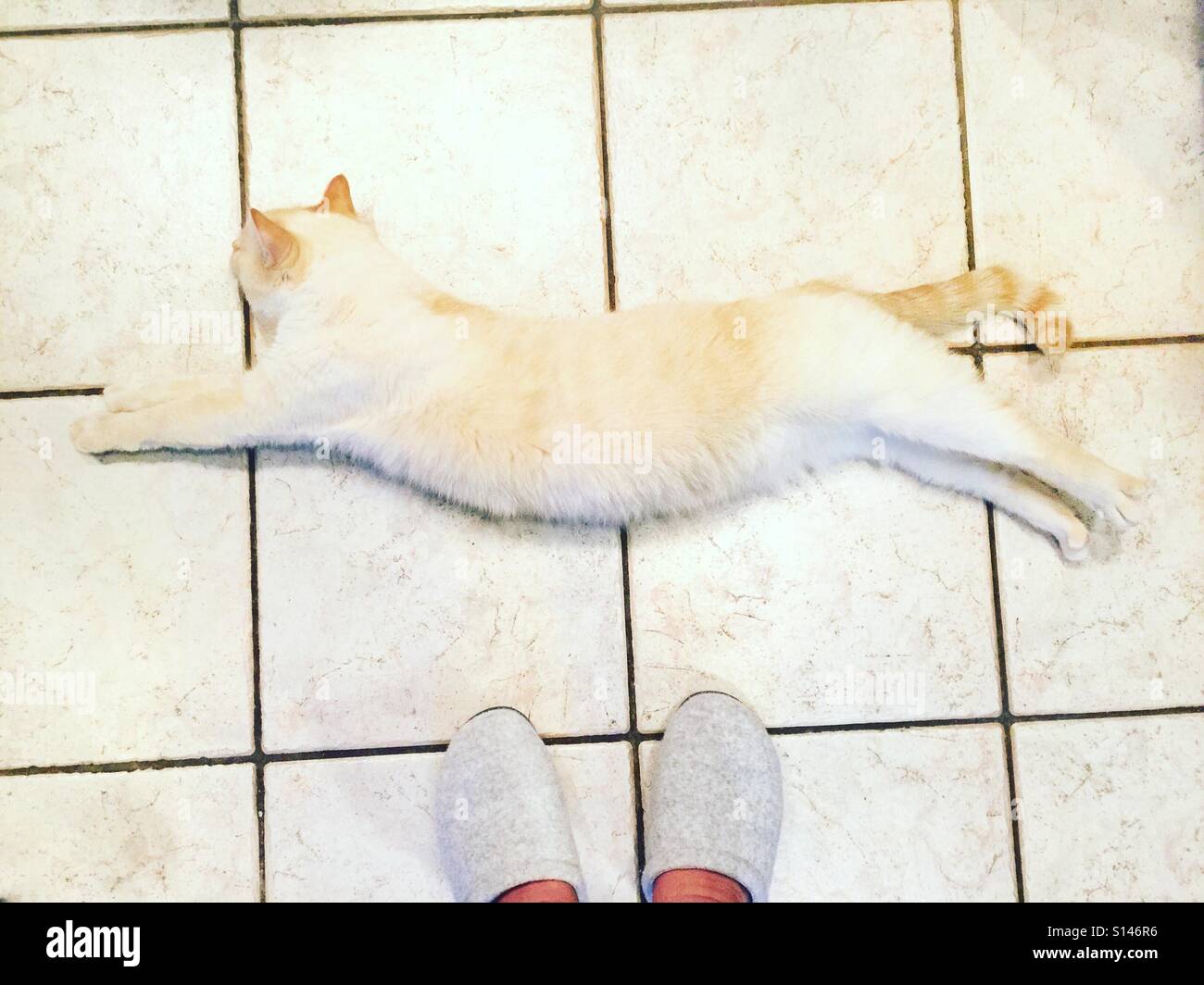 Eine weiße Flamepoint siamesische Katze liegend ausgestreckt auf einem weißen Fliesenboden mit einer Person nackte Füße in der Nähe. Stockfoto