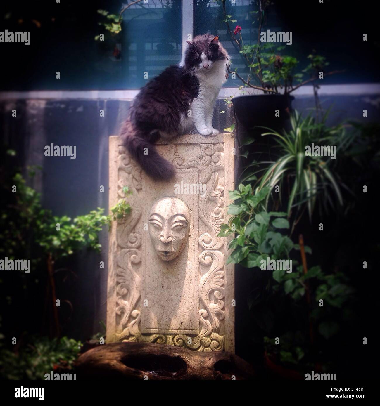 Eine Katze auf einem Brunnen geschmückt mit ein asiatisches Gesicht in einem Garten in Colonia Roma, Mexiko-Stadt, Mexiko - Smartphone-aufgenommenes Stockfoto
