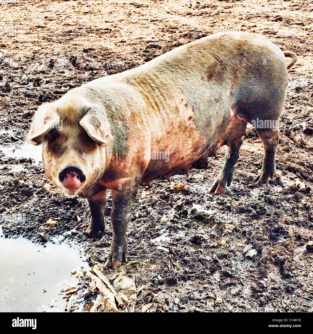 Sau oder weiblich Schwein in einem schlammigen Feld. - Smartphone-aufgenommenes Stockfoto