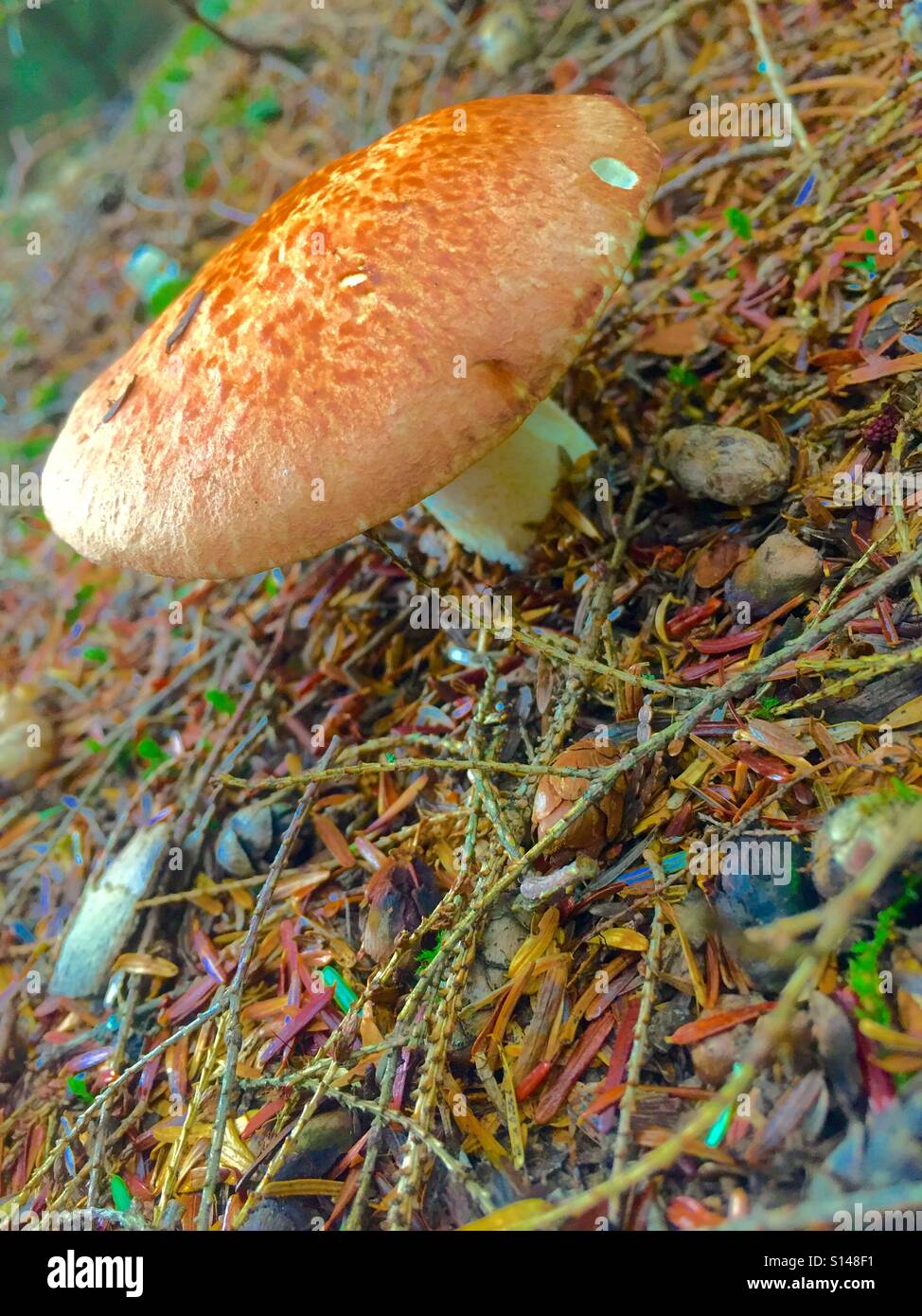 Braun Wald Pilz Stockfoto