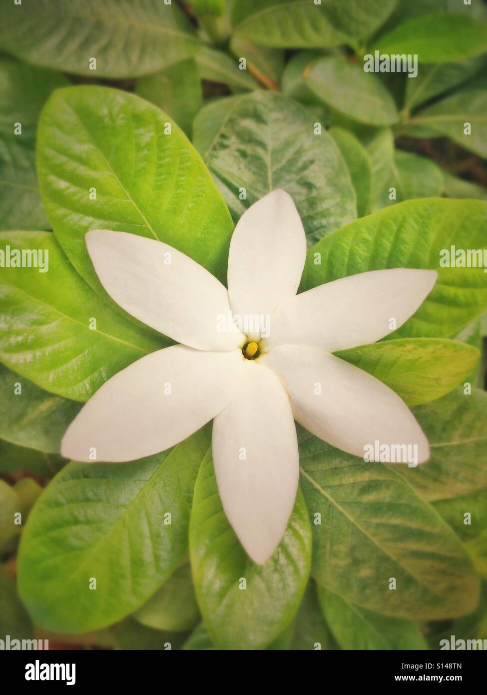 Weiße Blume. - Smartphone-aufgenommenes Stockfoto