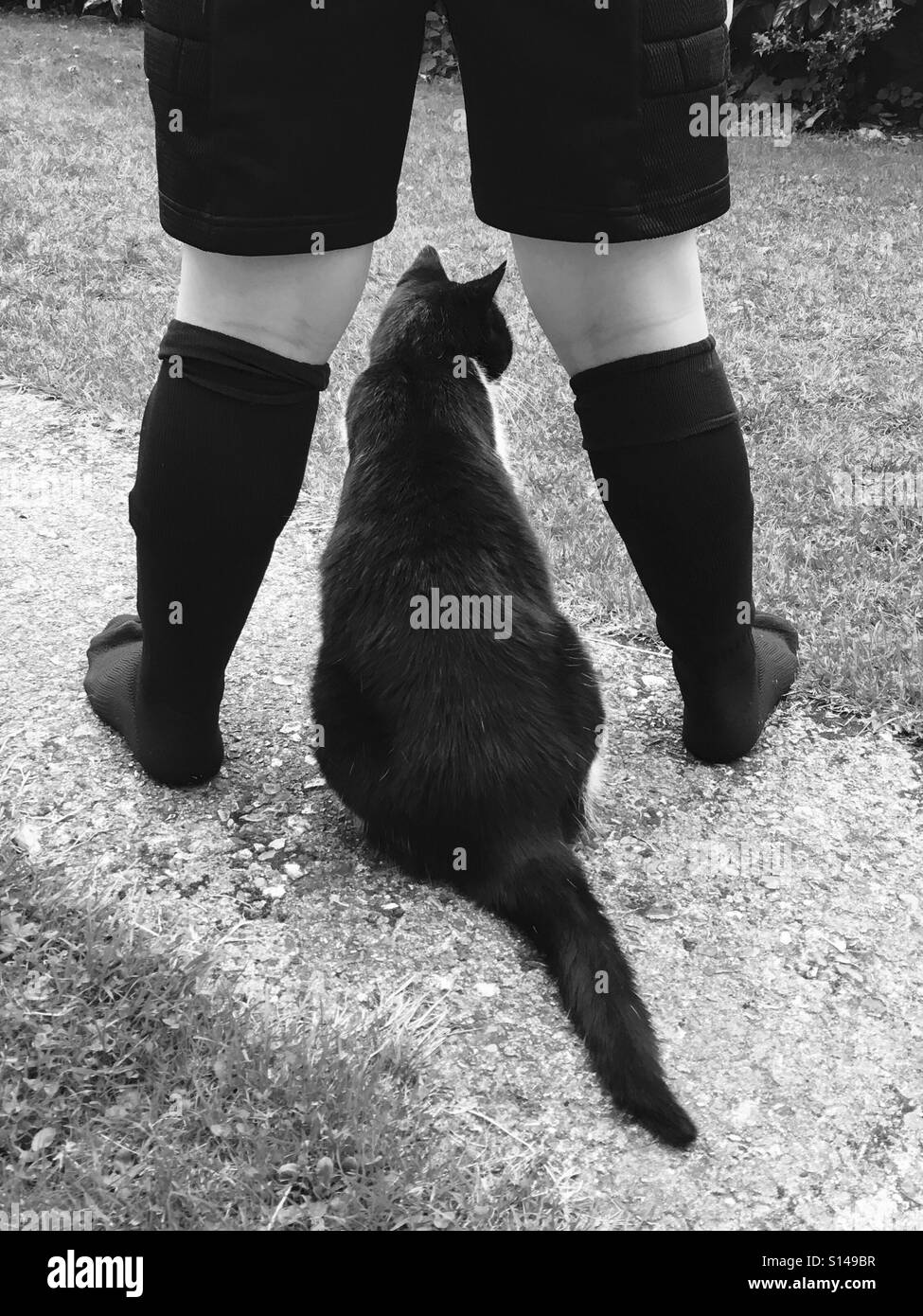 Katze und Socken Stockfoto