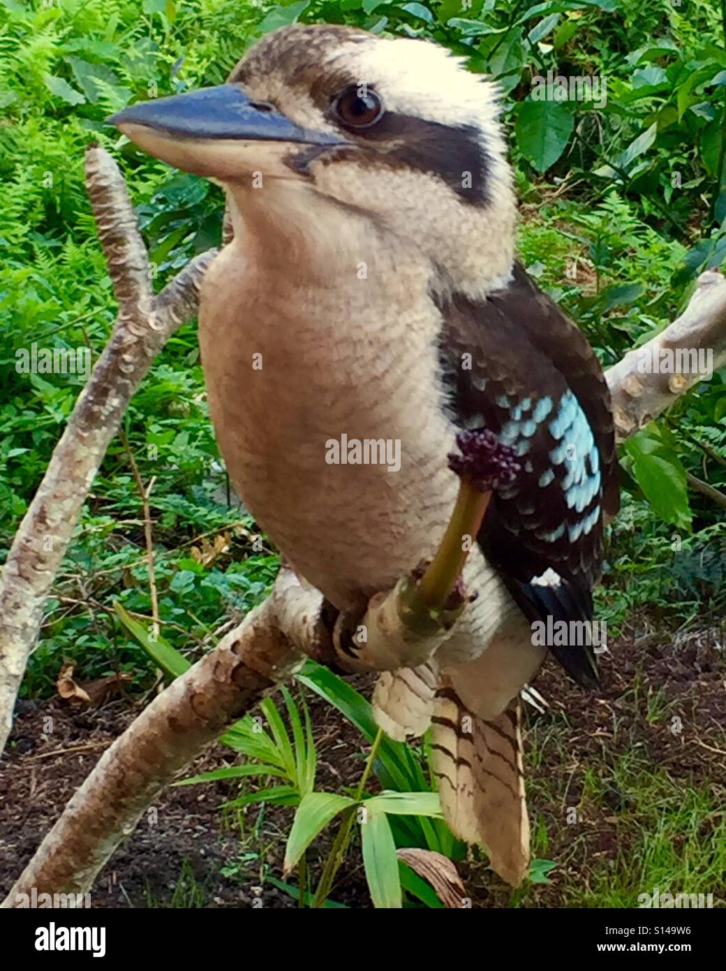 Kookaburra hautnah Stockfoto