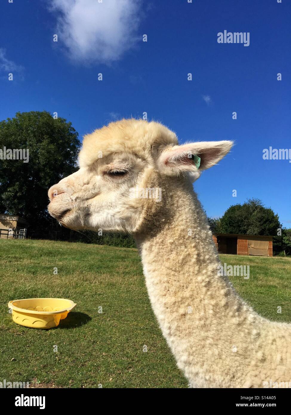 Alpaka Schielen in der Sonne - Smartphone-aufgenommenes Stockfoto