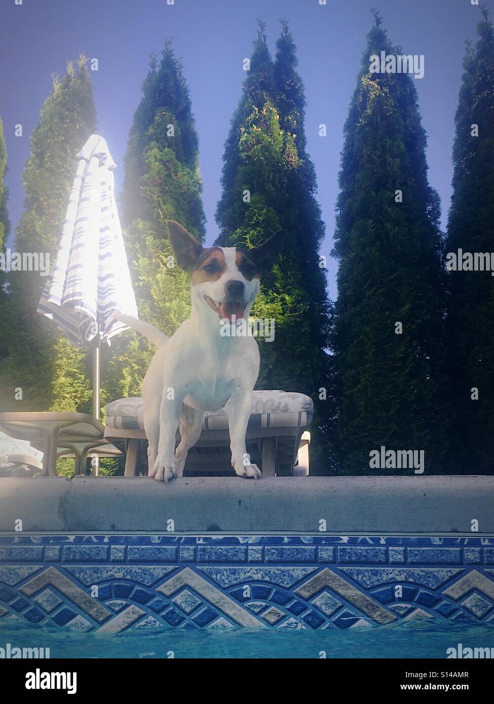 Hund stehen am Rande des Schwimmbad, lächelnd, an einem sonnigen Tag. - Smartphone-aufgenommenes Stockfoto