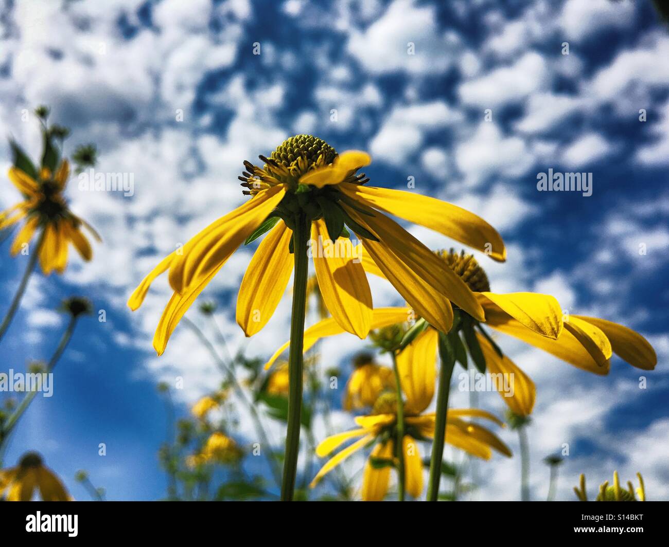 Gelbe Wiesenblumen in Wisconsin Stockfoto