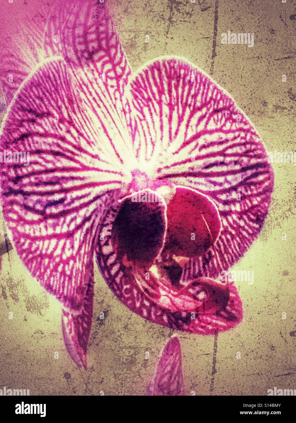 Orchidee - Smartphone-aufgenommenes Stockfoto