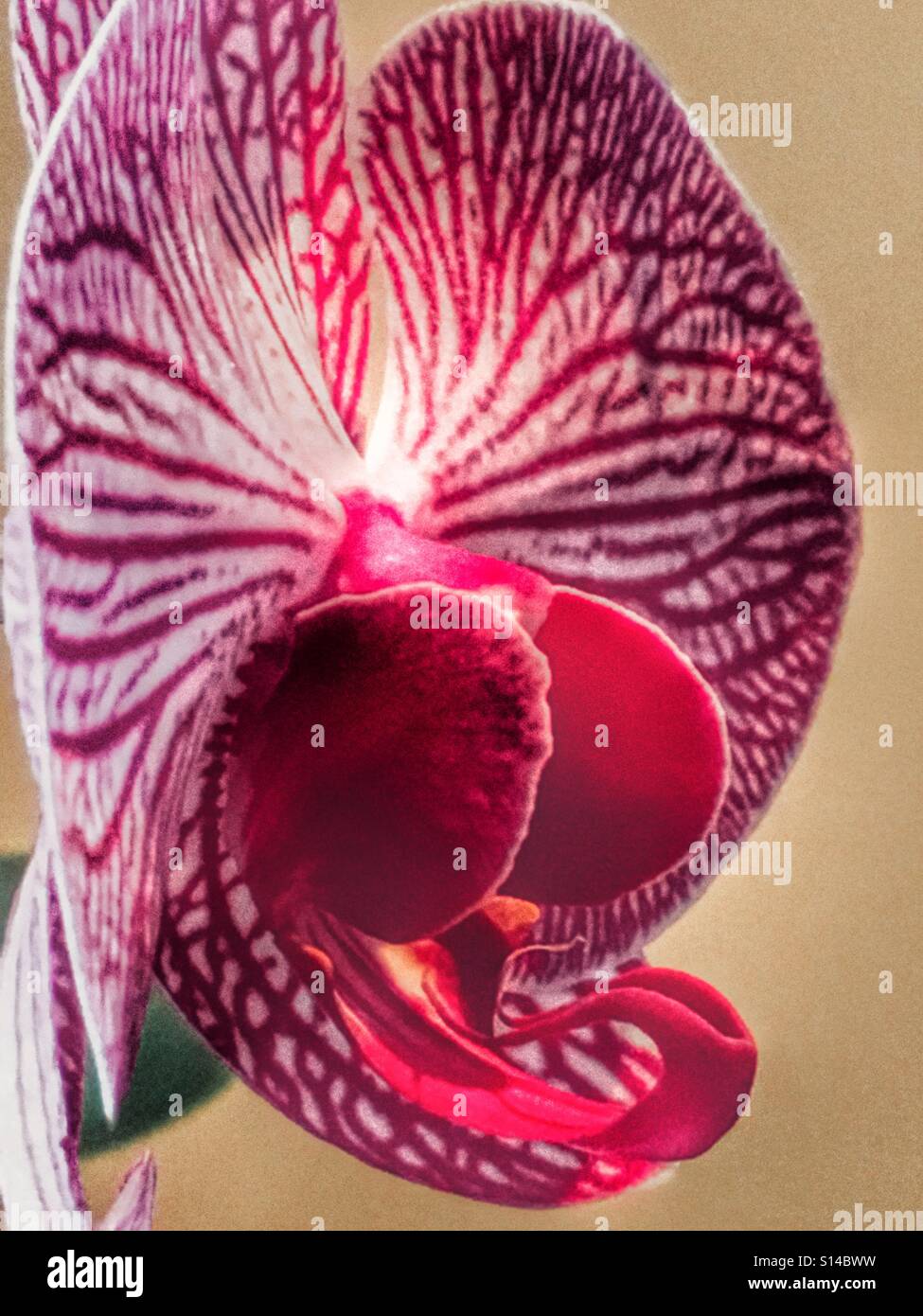 Orchidee, von der Seite - Smartphone-aufgenommenes Stockfoto