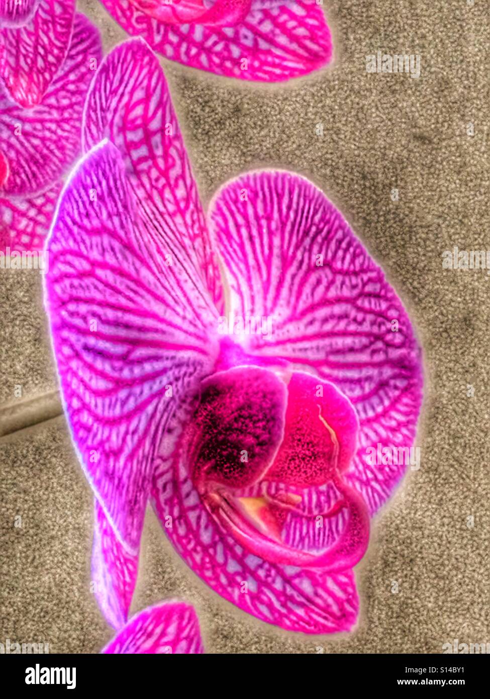 Orchidee Blume, Nahaufnahme - Smartphone-aufgenommenes Stockfoto