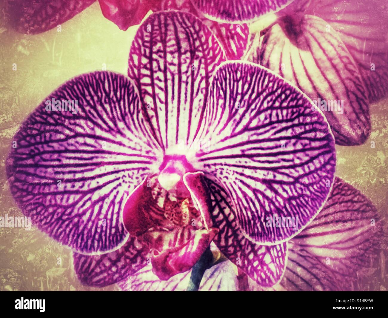 Orchidee Blume, Nahaufnahme - Smartphone-aufgenommenes Stockfoto