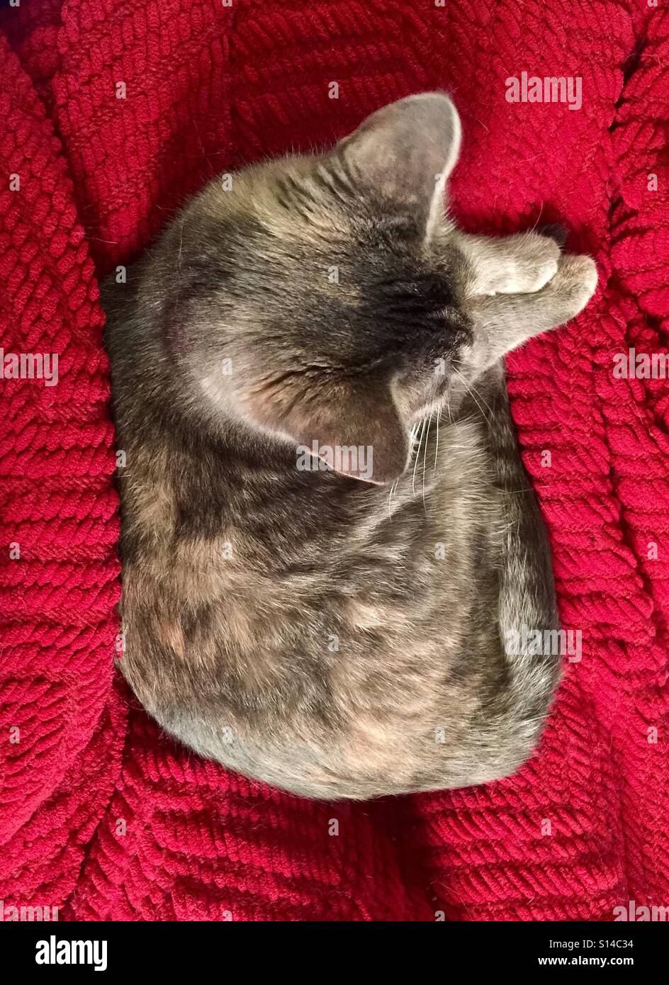 Graues Kätzchen auf roter Decke; Luftbild Stockfoto