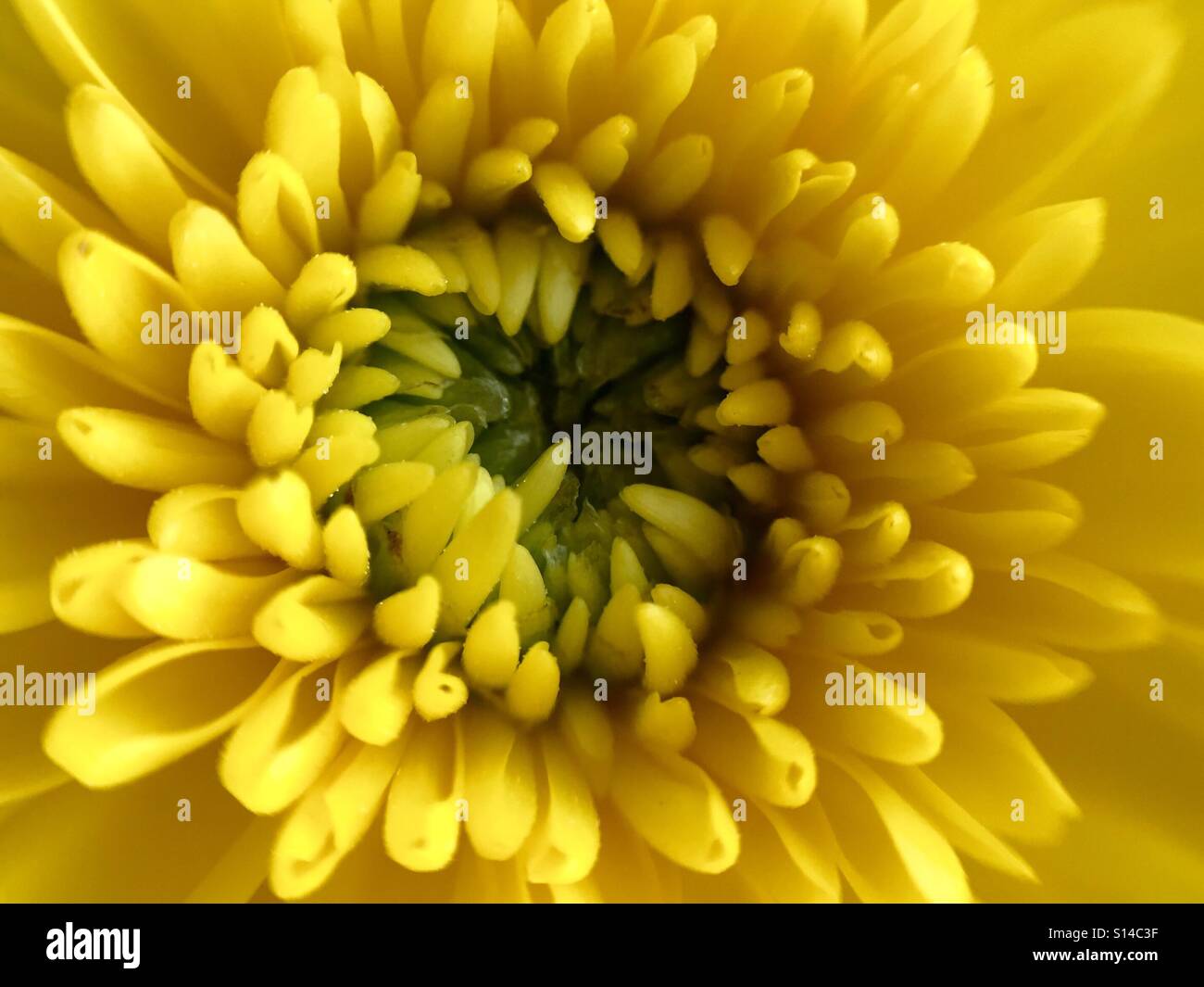 Makroaufnahme einer eine gelbe Chrysantheme - Smartphone-aufgenommenes Stockfoto