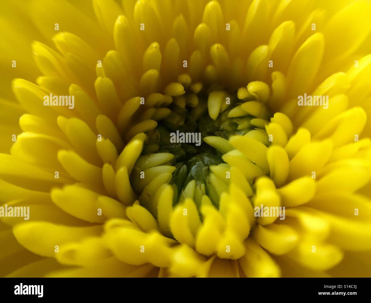 Makroaufnahme einer eine gelbe Chrysantheme - Smartphone-aufgenommenes Stockfoto