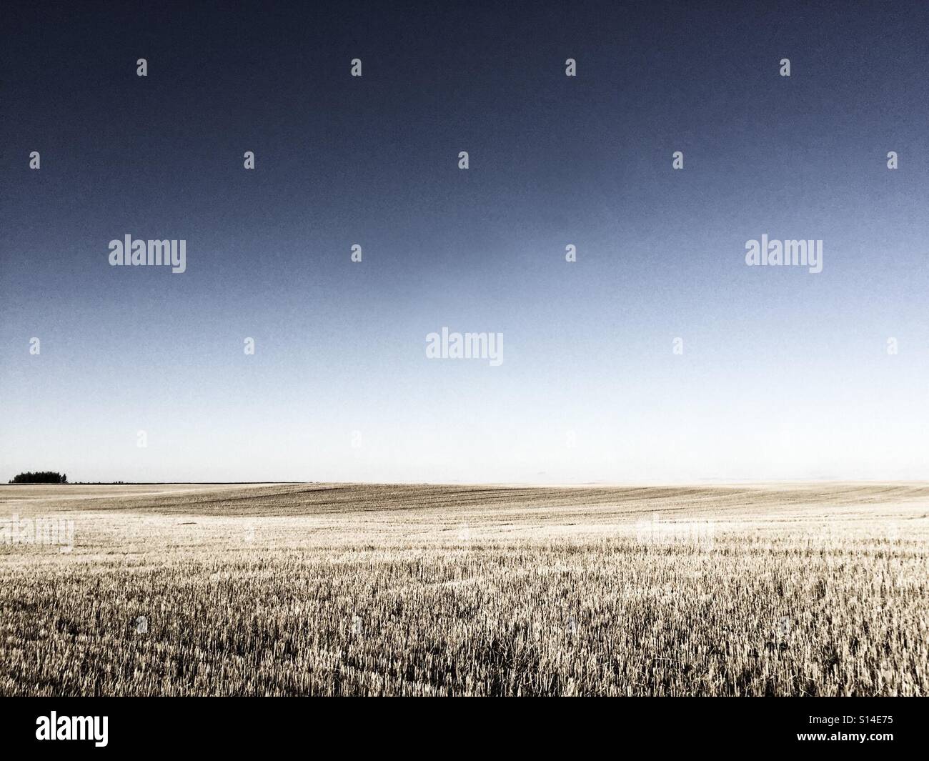 Eine Gruppe von Bäumen durchbricht den Horizont, die Trennung von einem klaren Himmel und geernteten Getreidefeld. - Smartphone-aufgenommenes Stockfoto