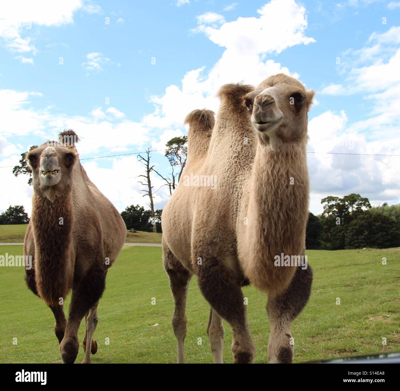 Funny camels -Fotos und -Bildmaterial in hoher Auflösung – Alamy