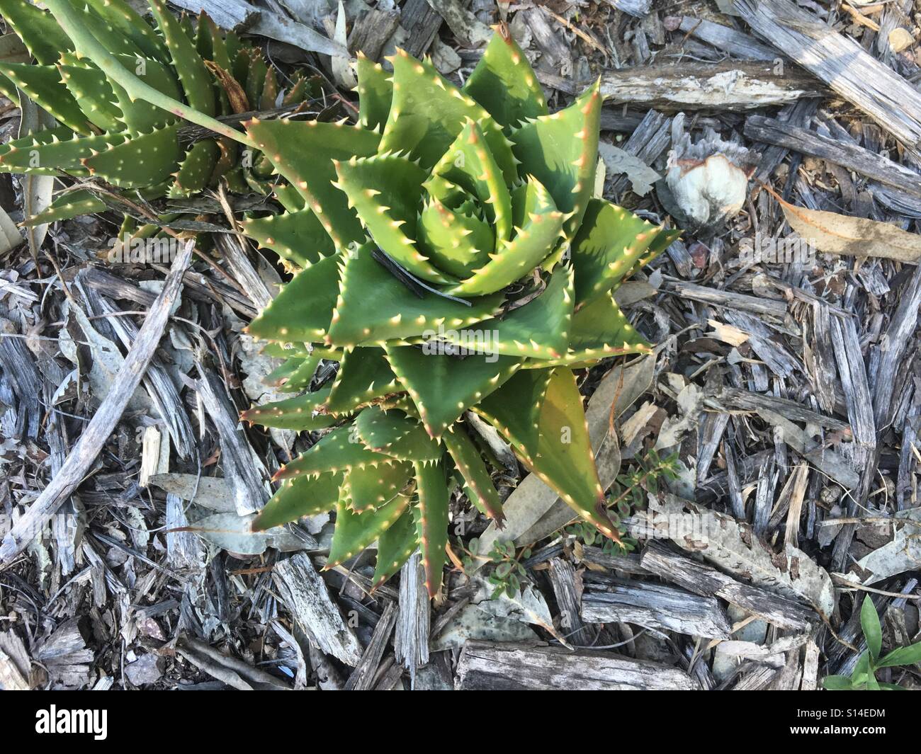Trockenheit resistente Pflanzen Stockfotografie - Alamy