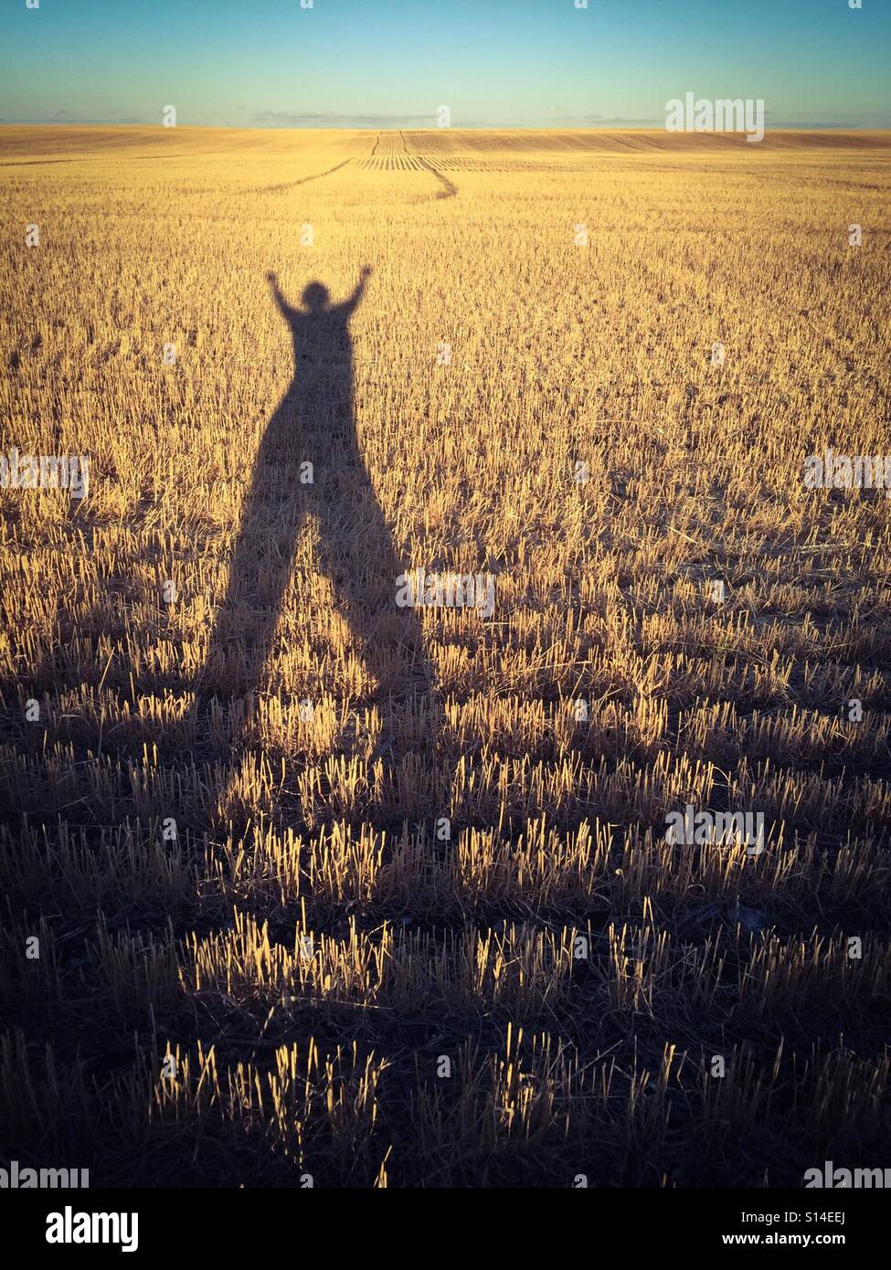 Einen langen Schatten einer jubelnden Figur über die Stoppeln von einem abgeernteten Feld. Stockfoto