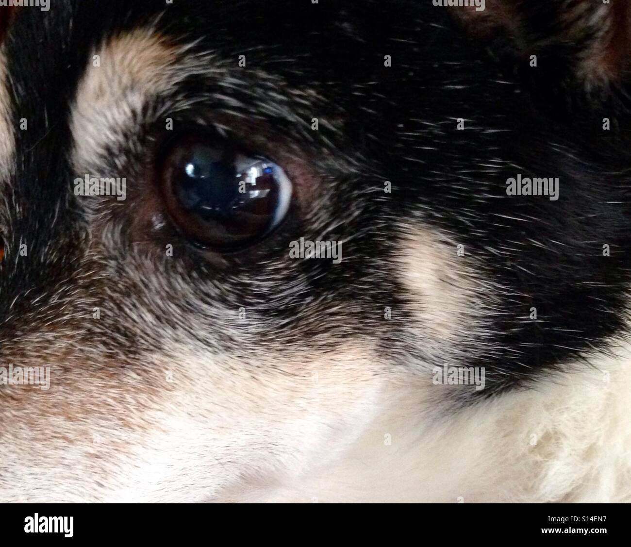 Extreme Close-up Portrait von 15-Year-Old Toy Fox Terrier mit Reflexionen in den Augen von Zimmer über ihn Stockfoto