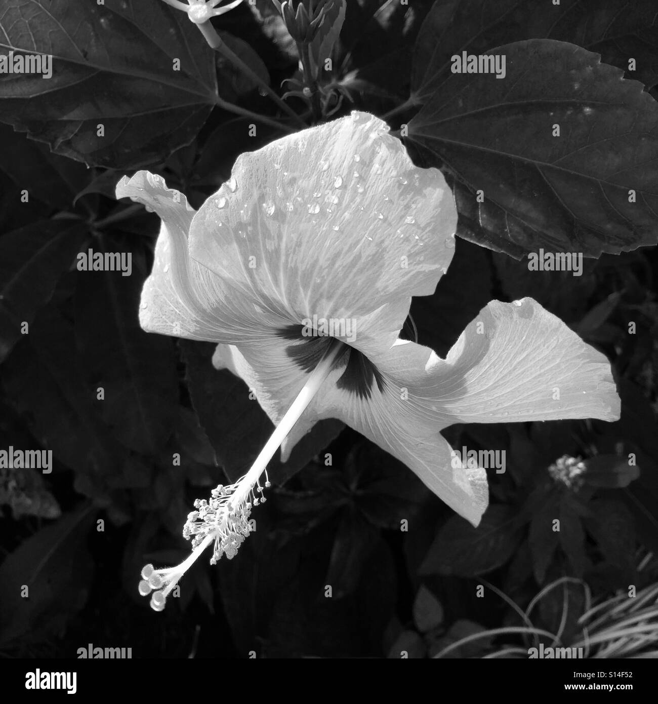 Hibiskus, Wrightsville Beach, NC Stockfoto