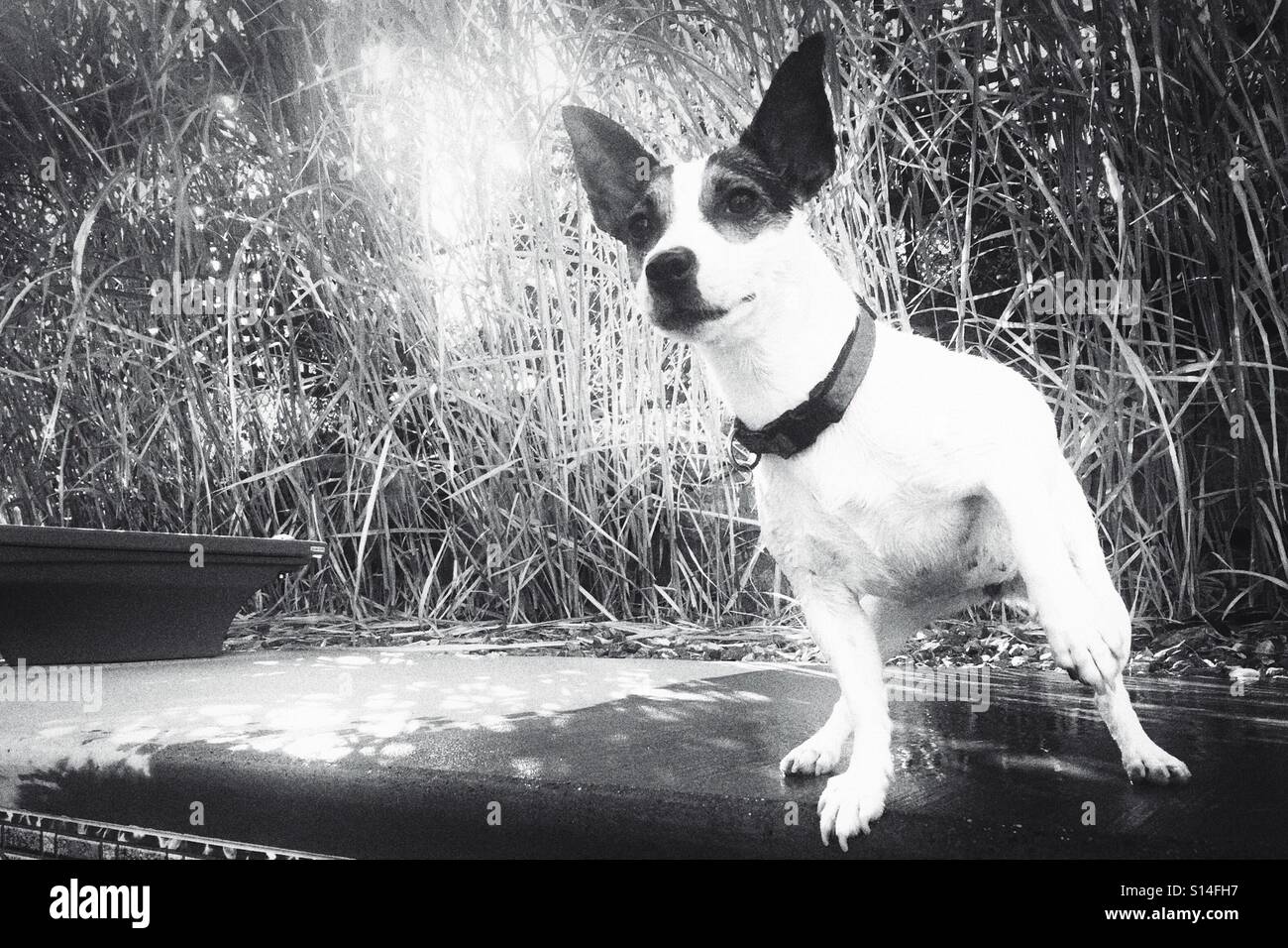 Hund etwas in der Ferne neugierig betrachten. In schwarz und weiß. - Smartphone-aufgenommenes Stockfoto