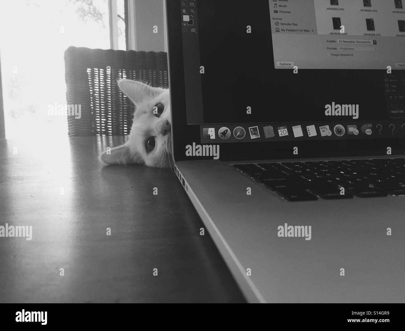 Eine süße weiße Kätzchen lugt um die Seite eines Laptops. Stockfoto
