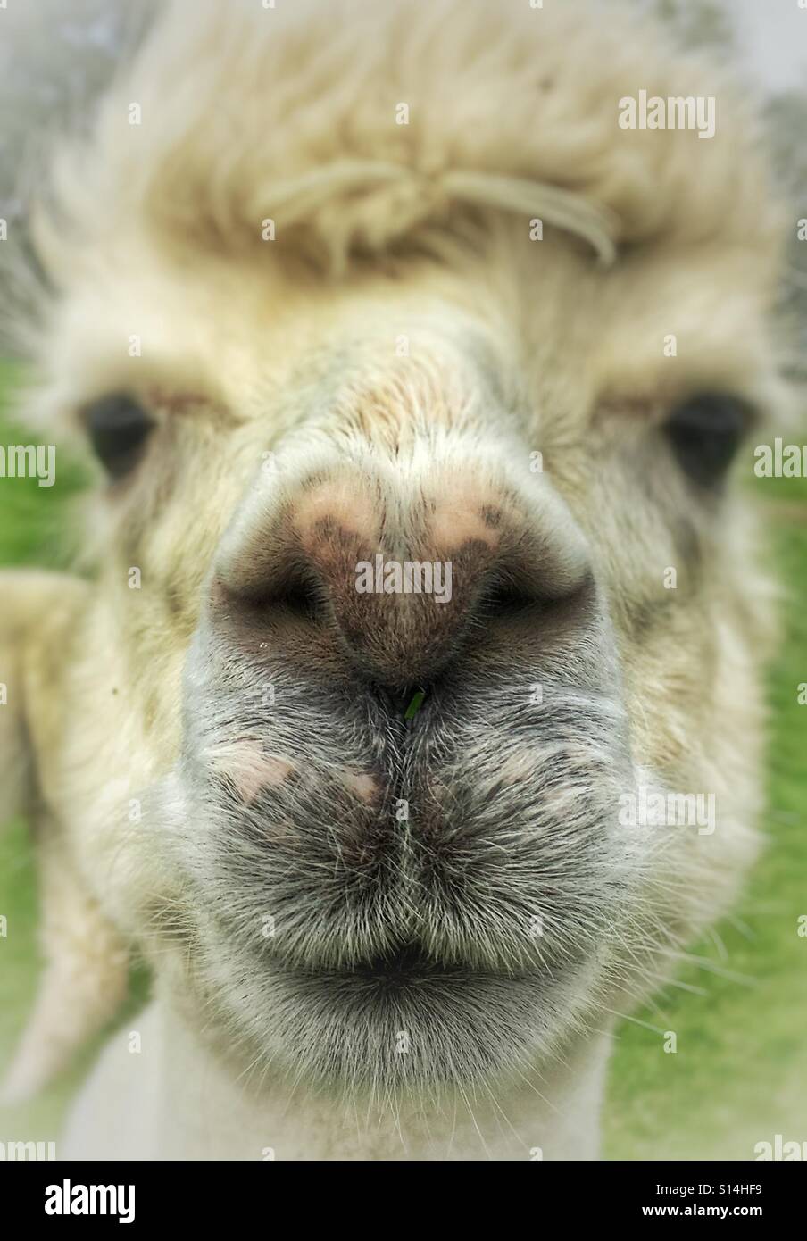 Alpaka hautnah - Smartphone-aufgenommenes Stockfoto