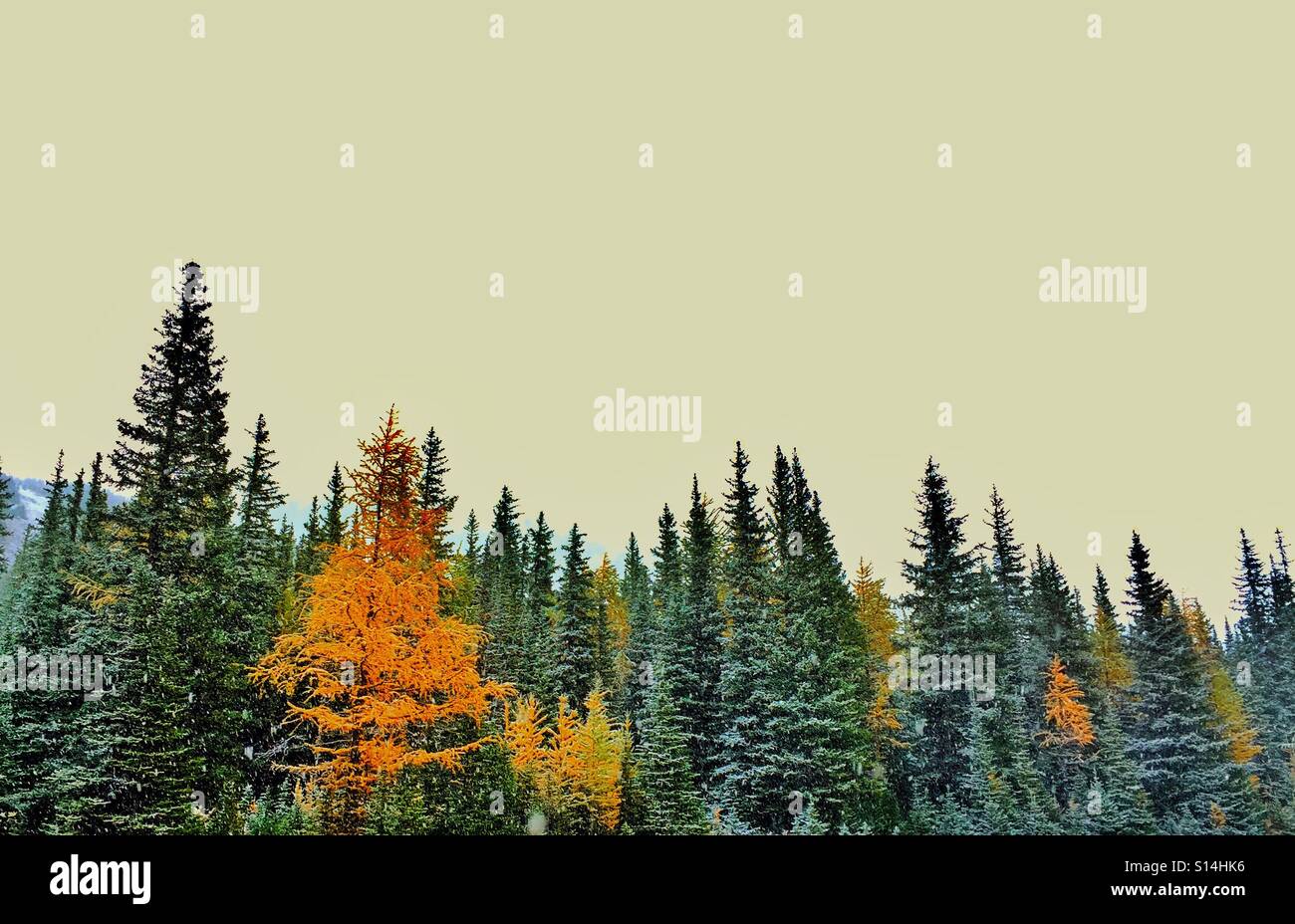 Evergreens und Lärchen in Highwood Pass - Smartphone-aufgenommenes Stockfoto