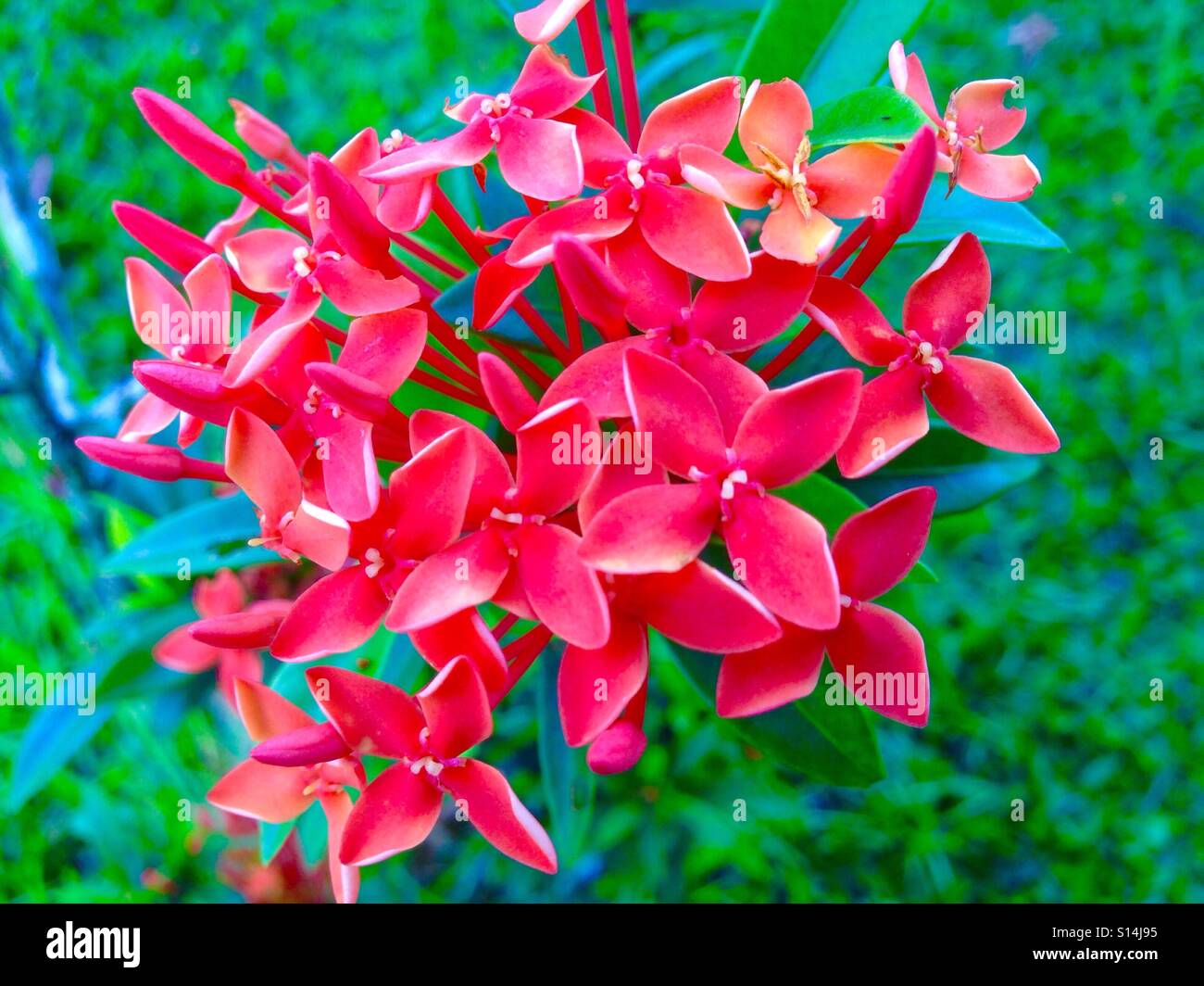 Rote Blume mit grünen Rasen Hintergrund Stockfoto