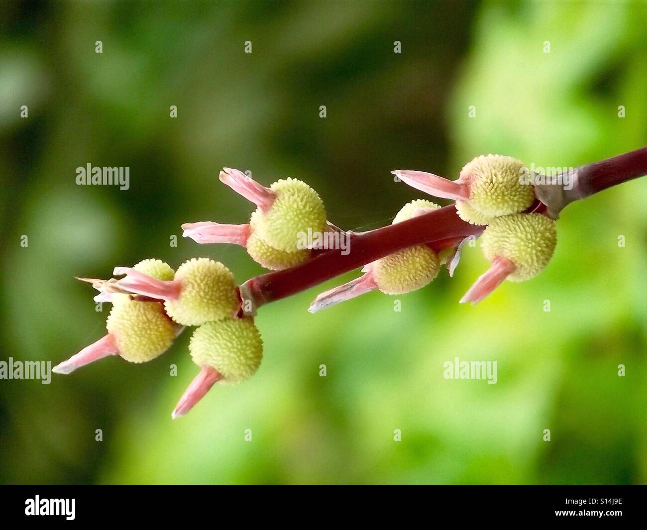 Grüne Blume Stockfoto