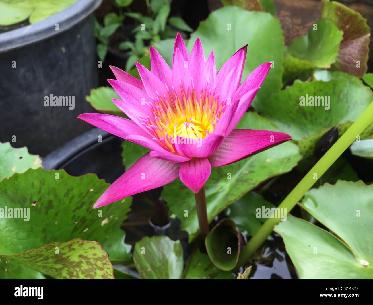 schöne rosa lotus Stockfoto