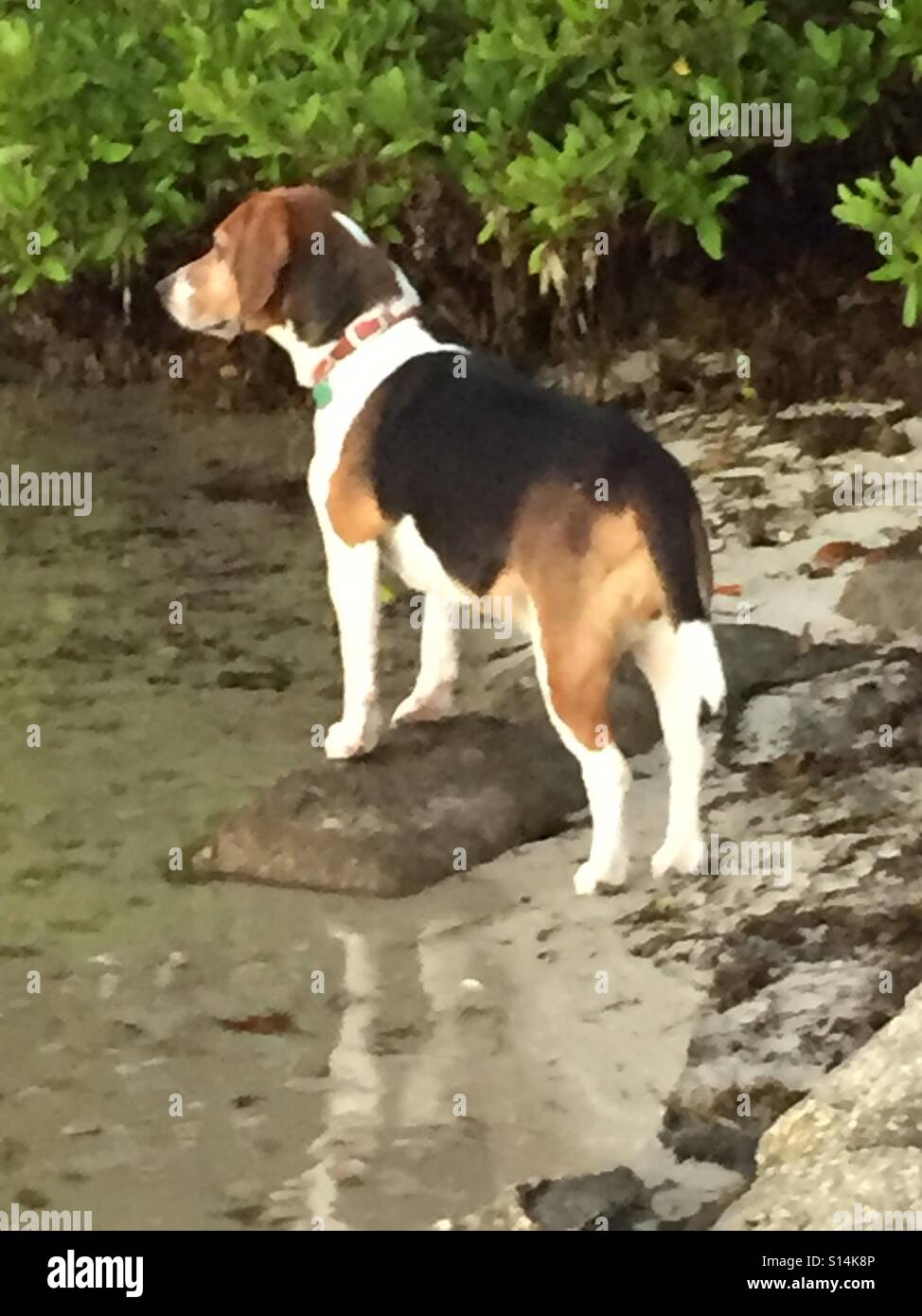 Schönen weiblichen Beagle voller Tatendrang Wasser an der Biscayne Bay Stockfoto