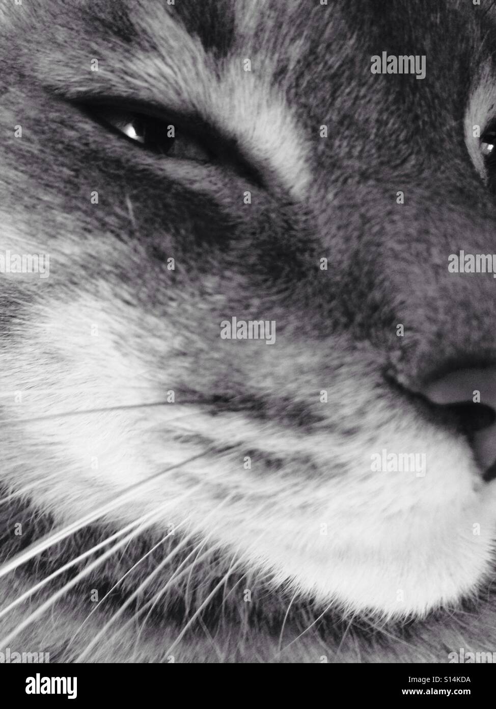 Closeup Portrait von Silber-grau Tabby Katze, Gesicht nur Stockfoto