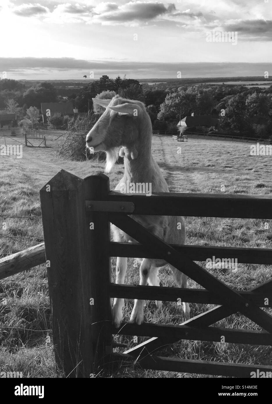 Ziegenbock auf ein Tor mit einem langen Abend Blick hinter. Kennett Tal West Berkshire Stockfoto