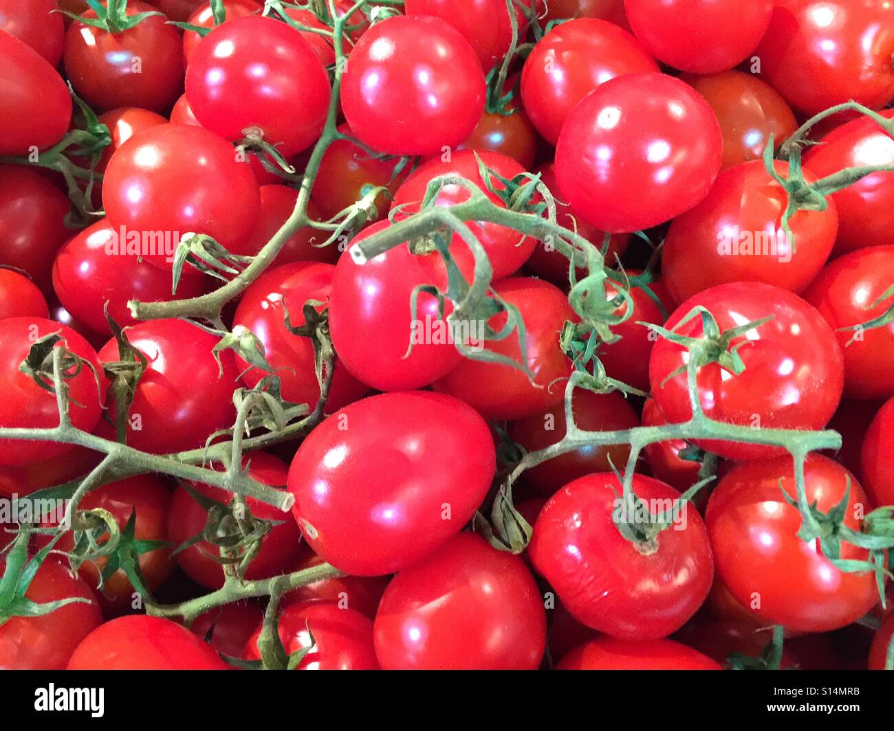 Tomaten am Rebstock - Smartphone-aufgenommenes Stockfoto