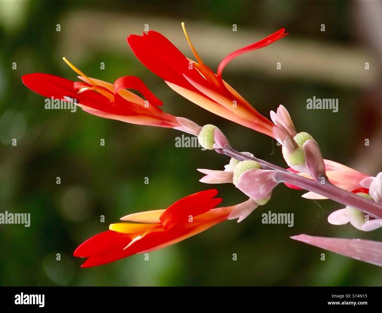 Rote Blume Stockfoto