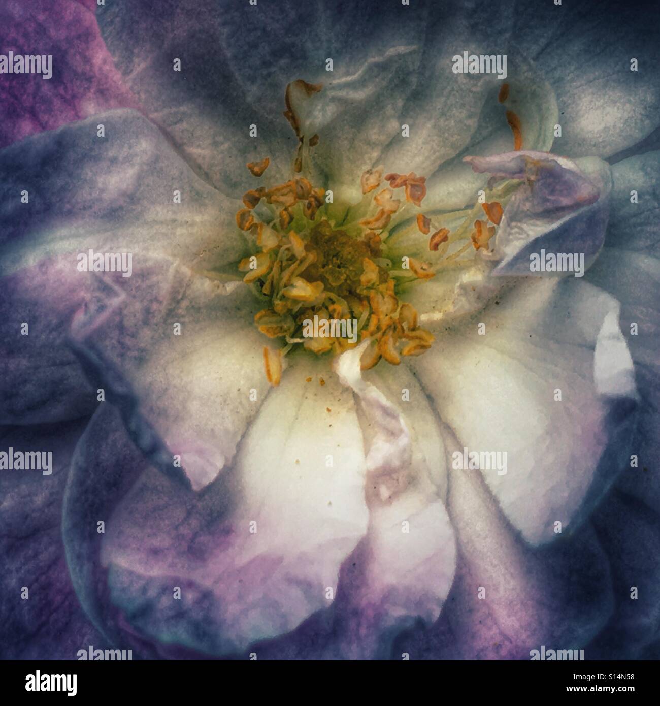 Rambling rose, Blume Nahaufnahme Stockfoto