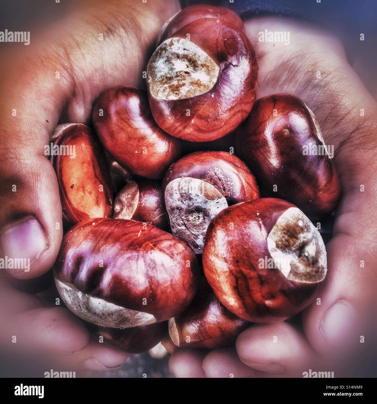 Halten viele conkers Stockfoto