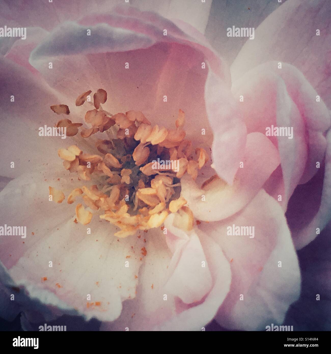 Rambling rose, Blume-detail Stockfoto