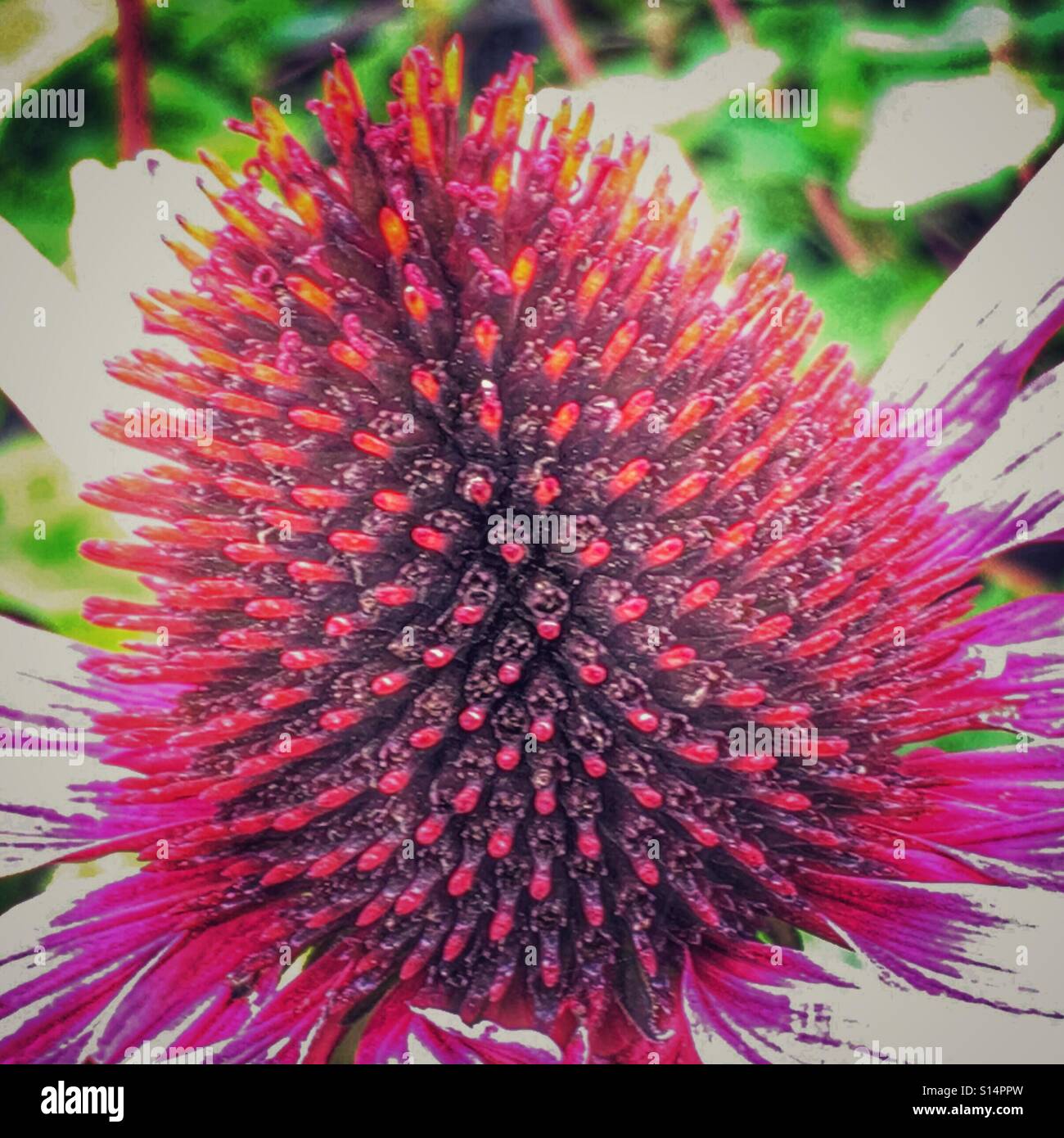Echinacea Purpurea, Sonnenhut. - Smartphone-aufgenommenes Stockfoto