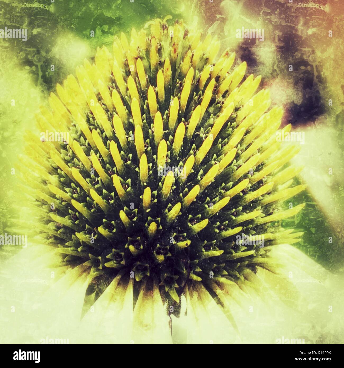 Echinacea Purpurea Alba.  Weißer Sonnenhut. - Smartphone-aufgenommenes Stockfoto