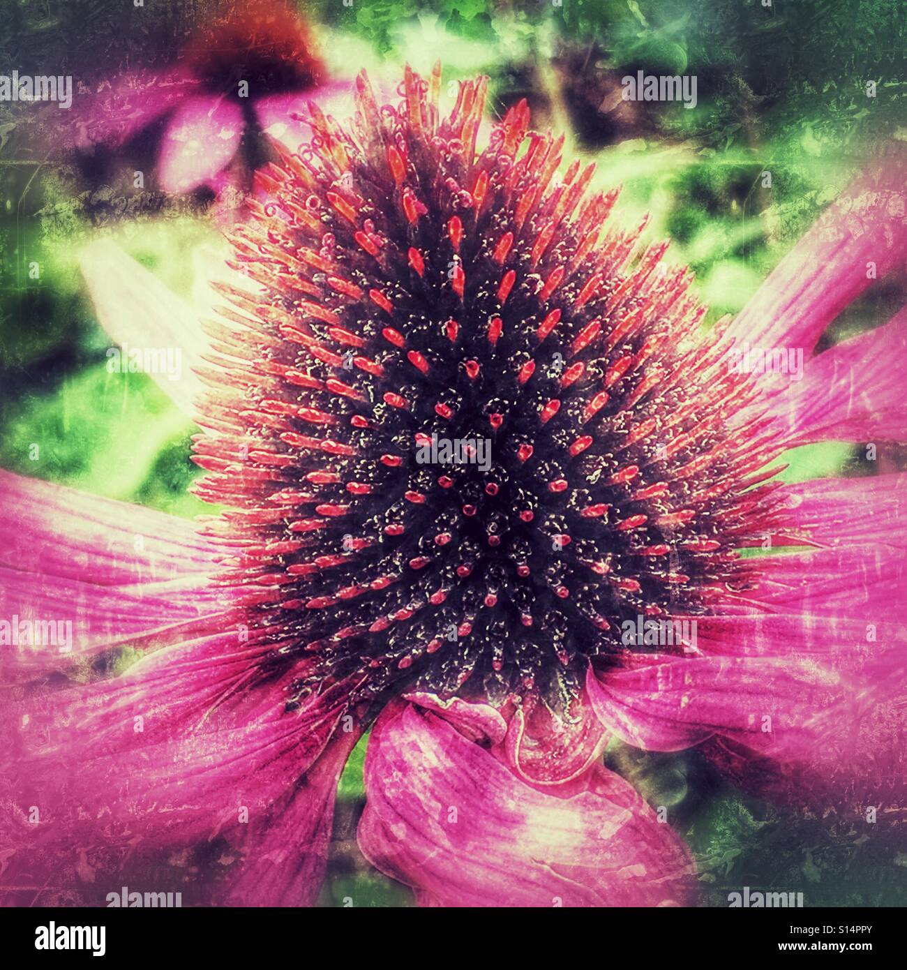 Echinacea Purpurea. Sonnenhut, Saatgut Kopf - Smartphone-aufgenommenes Stockfoto