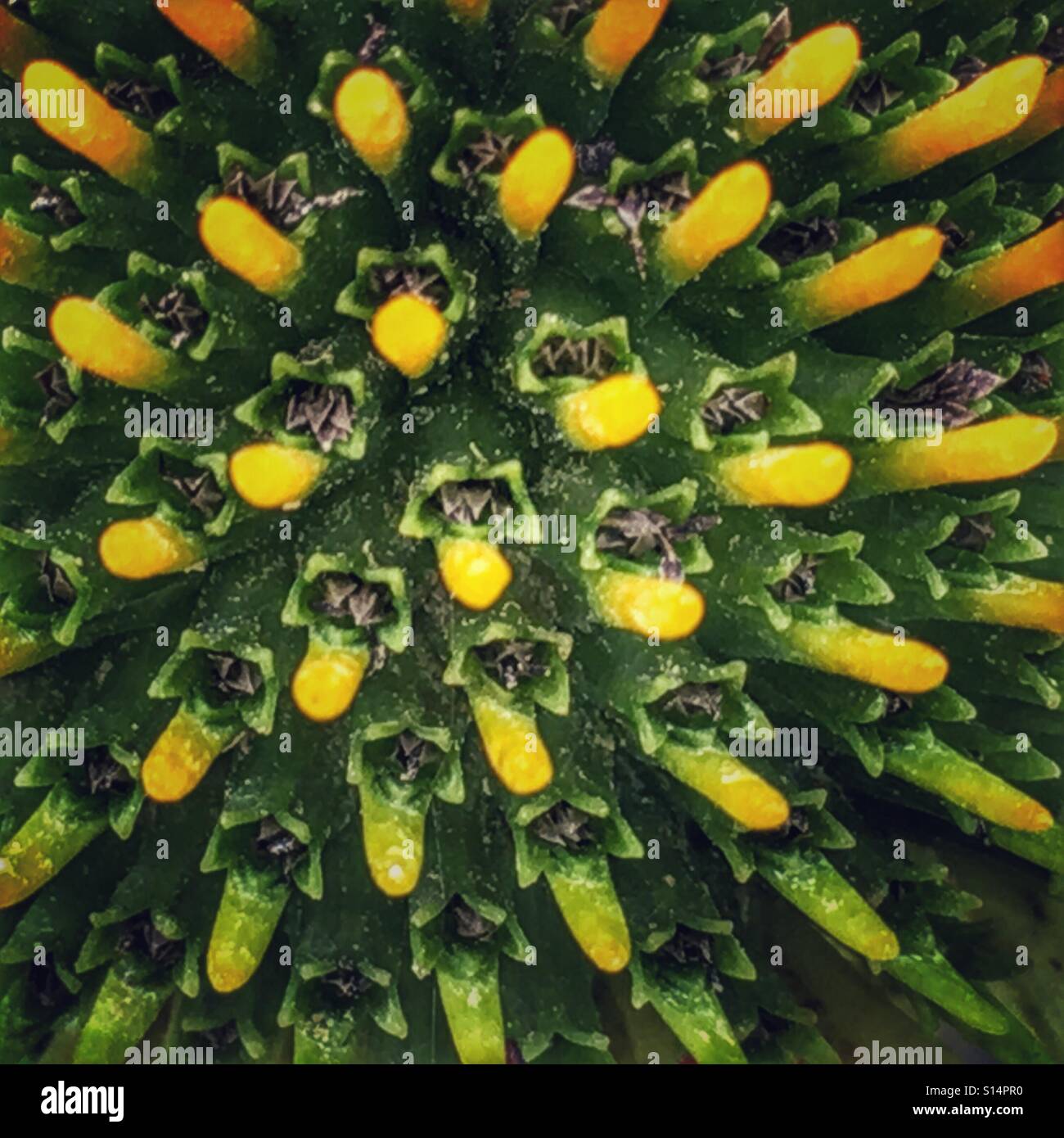 Makro-Ansicht des Kegels eine Echinacea Purpurea Alba Blume, auch bekannt als weiße Sonnenhut. - Smartphone-aufgenommenes Stockfoto