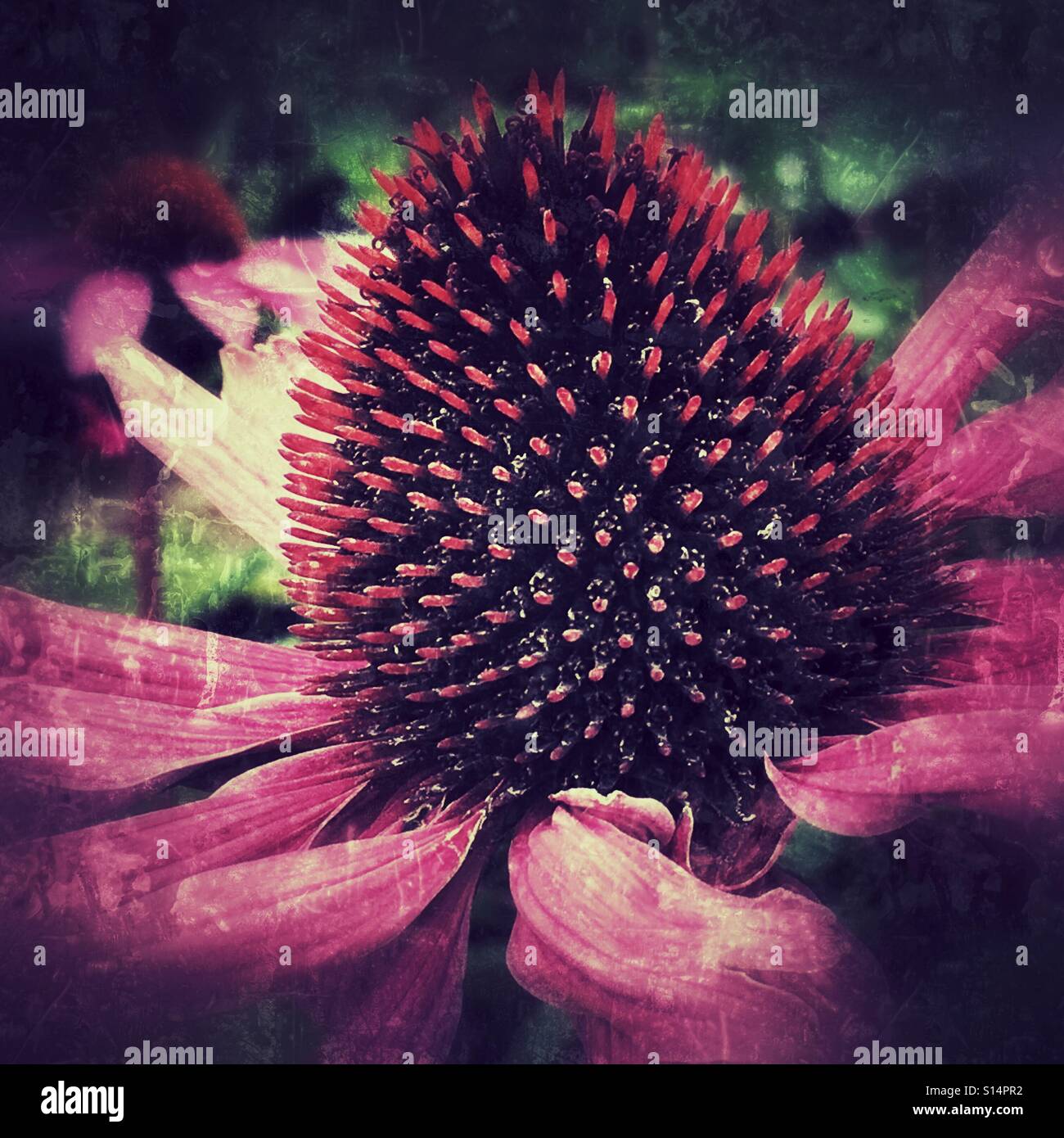 Echinacea Purpurea, Sonnenhut. - Smartphone-aufgenommenes Stockfoto