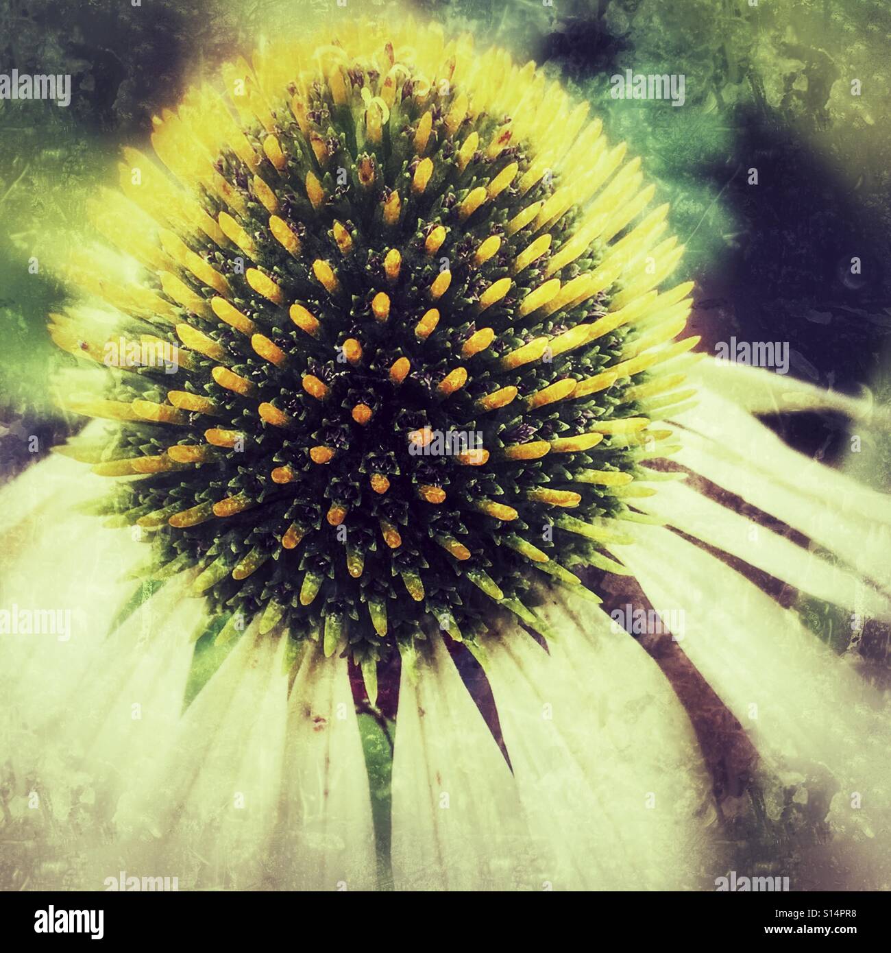 Echinacea Purpurea Alba. Weißer Sonnenhut. Samen und Blüten, Makro - Smartphone-aufgenommenes Stockfoto