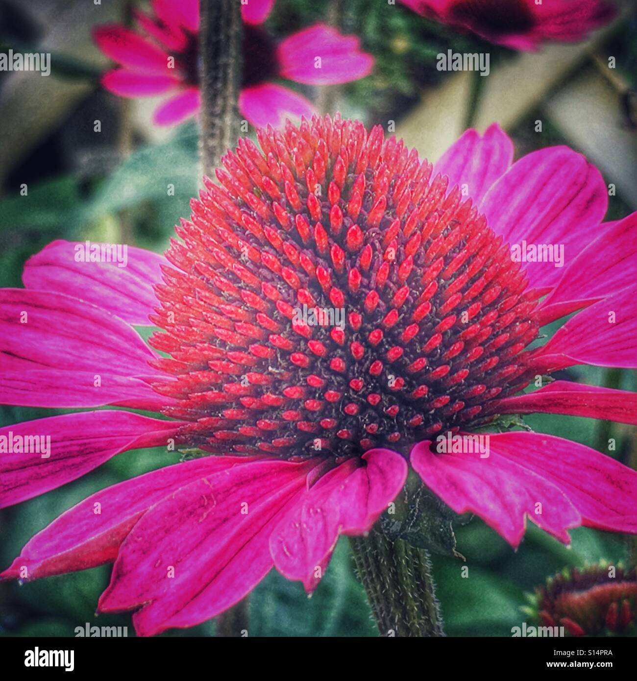 Echinacea Purpurea. Sonnenhut. Nahaufnahme - Smartphone-aufgenommenes Stockfoto