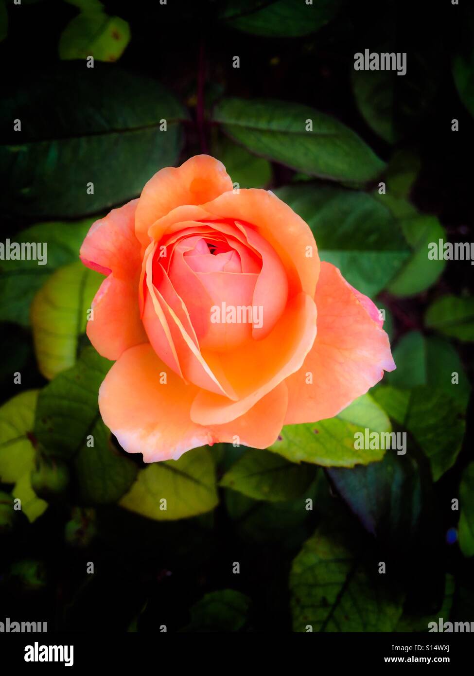 Eine einzige Aprikose farbige Rose, umgeben von Blättern Stockfoto